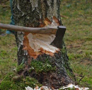 To Cut Down a Tree in Five Minutes, Spend Three Minutes Sharpening Your Axe!